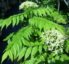 Curry leaf tree for sale  Burlington