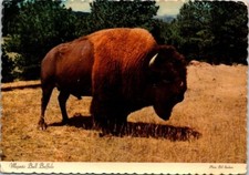 Majestic bull buffalo for sale  Newton