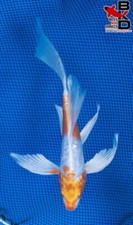 6 10 fish for sale 6 10 fish for sale Claudville