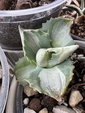 Agave potatorum var. for sale Agave potatorum var. for sale  NORTHAMPTON