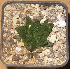 Ariocarpus fisuratus hintonii usato  Spedire a Italy