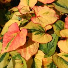 Chameleon plant plugs for sale  LONDON