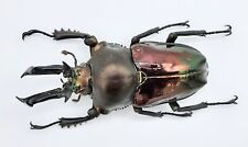 Phalacrognathus muelleri nice gebraucht kaufen  Wadern