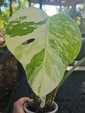 Monstera borsigiana albo for sale  Englewood