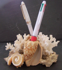 Coquillages coraux véritables d'occasion  Poix-du-Nord