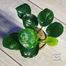 Anubias barteri golden for sale  Lebanon