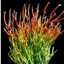 Cactus euphorbia cuttings for sale  Altamonte Springs