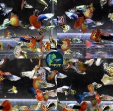 Assorted guppy male for sale  Tampa