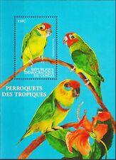 Congo 2000 pappagalli usato  Trambileno