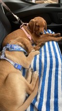 Goldador puppy harness for sale  HOCKLEY
