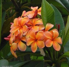 Graines frangipanier frangipan d'occasion  Sanary-sur-Mer