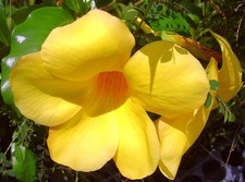 Brown bud allamanda for sale  Bowling Green