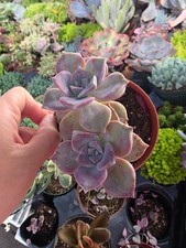 Purple delight succulent for sale  San Leandro