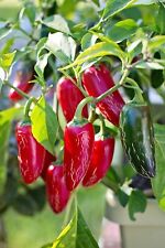 Chilli pepper plants for sale  DONCASTER