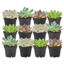 Live assorted mini for sale  Lexington