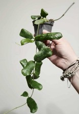 Hoya rotundiflora houseplant for sale Hoya rotundiflora houseplant for sale  WOLVERHAMPTON