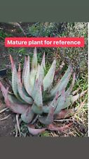 Aloe aculeata blue for sale  Carlsbad