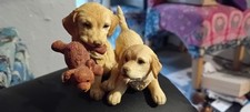 Retriever puppies teddy for sale  REDRUTH