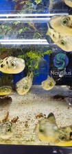Dwarf pea puffer for sale  Lakewood