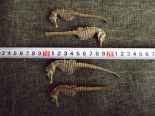 Getrocknete seepferdchen natur gebraucht kaufen  Koblenz