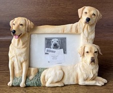 Yellow labrador dogs for sale  Philadelphia