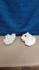 Conchiglia corallo bianco usato  Vivaro Romano