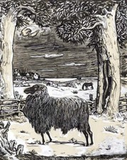 Black sheep richard for sale  Ventura