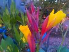 Striped beauty yellow for sale  Tolleson