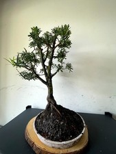 Premium fantastic buddhist for sale  Houston