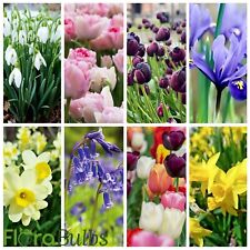 Tulip bulbs daffodil for sale  WISBECH