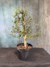 Elephant tree pre for sale  North Fort Myers