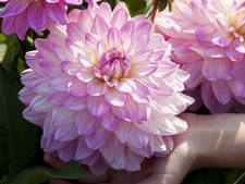 Decorative dahlia sweet for sale  WOLVERHAMPTON