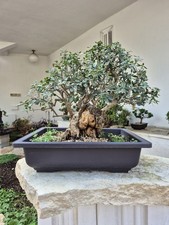 Bonsai olea europaea usato Bonsai olea europaea usato  Catanzaro