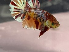 Sale male fancy for sale  Ellicott City
