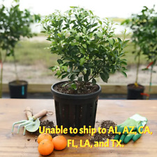 Calamondin tree calamansi for sale  Vero Beach