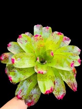 valentine s day plant for sale valentine s day plant for sale USA
