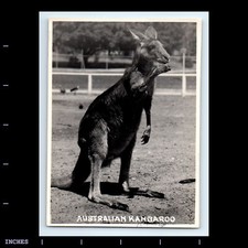 Vintage photo australian for sale  Grass Valley