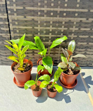 Small indoor plant for sale  BRIGHOUSE