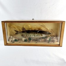 Cased taxidermy jack for sale  HASTINGS