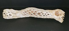 Saguaro cactus skeleton for sale  Thomaston