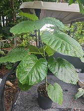 Rare huge ficus for sale  Englewood