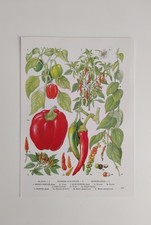 Chilli pepper plants for sale  BIRKENHEAD