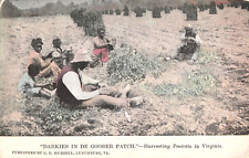 Harvesting peanuts virginia for sale  Fernandina Beach