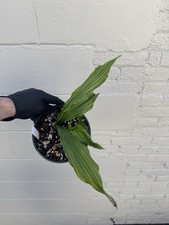 Calanthe arisanensis blooming for sale  Lititz