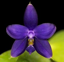Phalaenopsis violacea indigo for sale  LONDON
