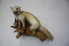 Tierpräparat marder jagd gebraucht kaufen  Johanniskirchen