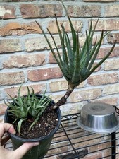 aloe elf plants for sale aloe elf plants for sale Houston