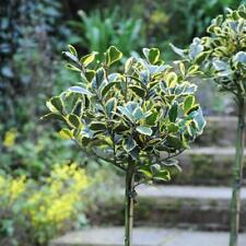 Holly standard tree for sale  IPSWICH