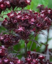 Dianthus barbatus 9cm for sale  SEVENOAKS