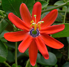 Passiflora manicata red usato  Spedire a Italy